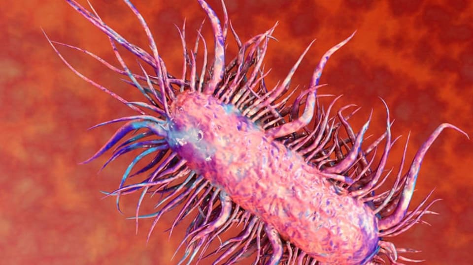 Bakterie E-coli